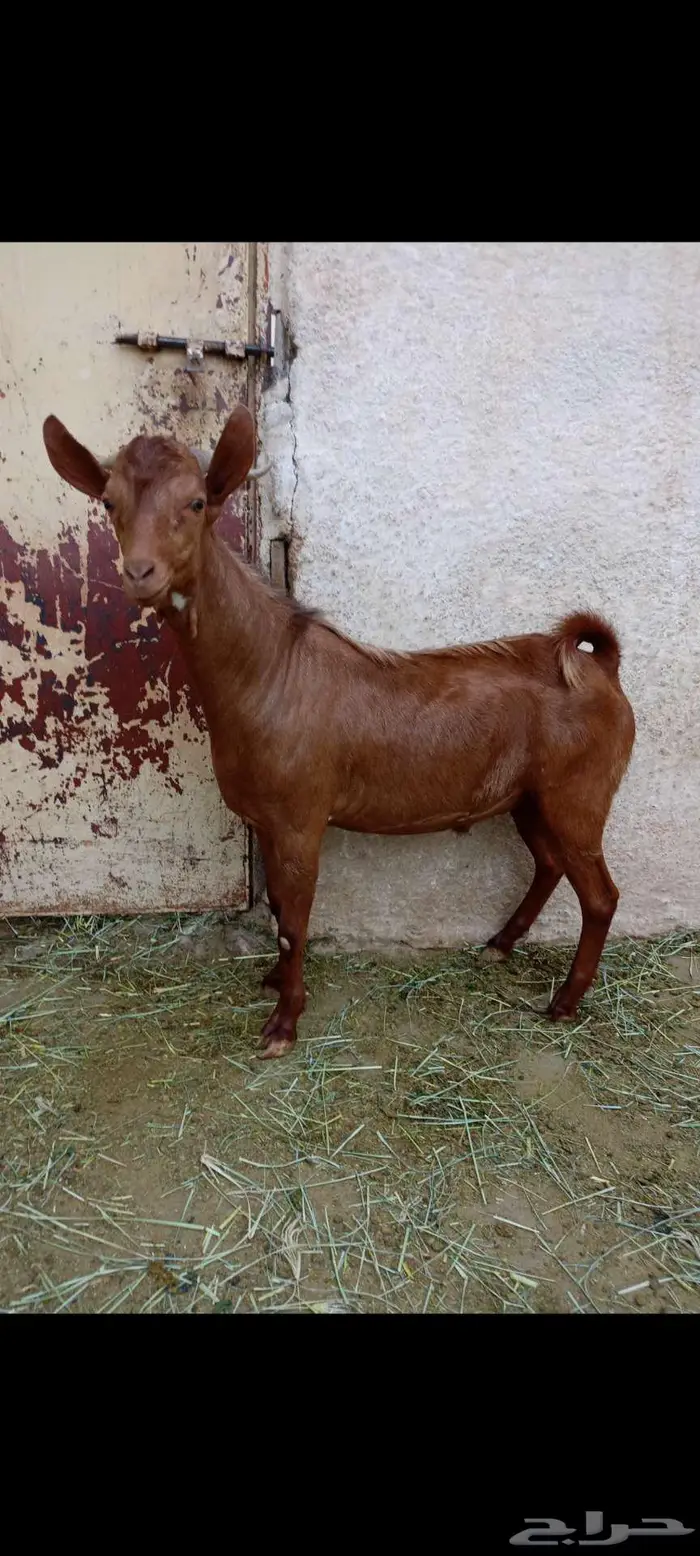 تيس احص فل وسمين 4
