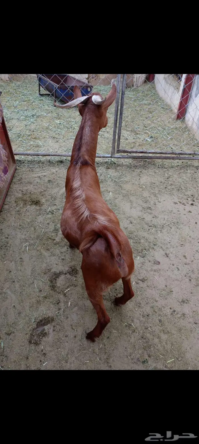 تيس احص فل وسمين 6