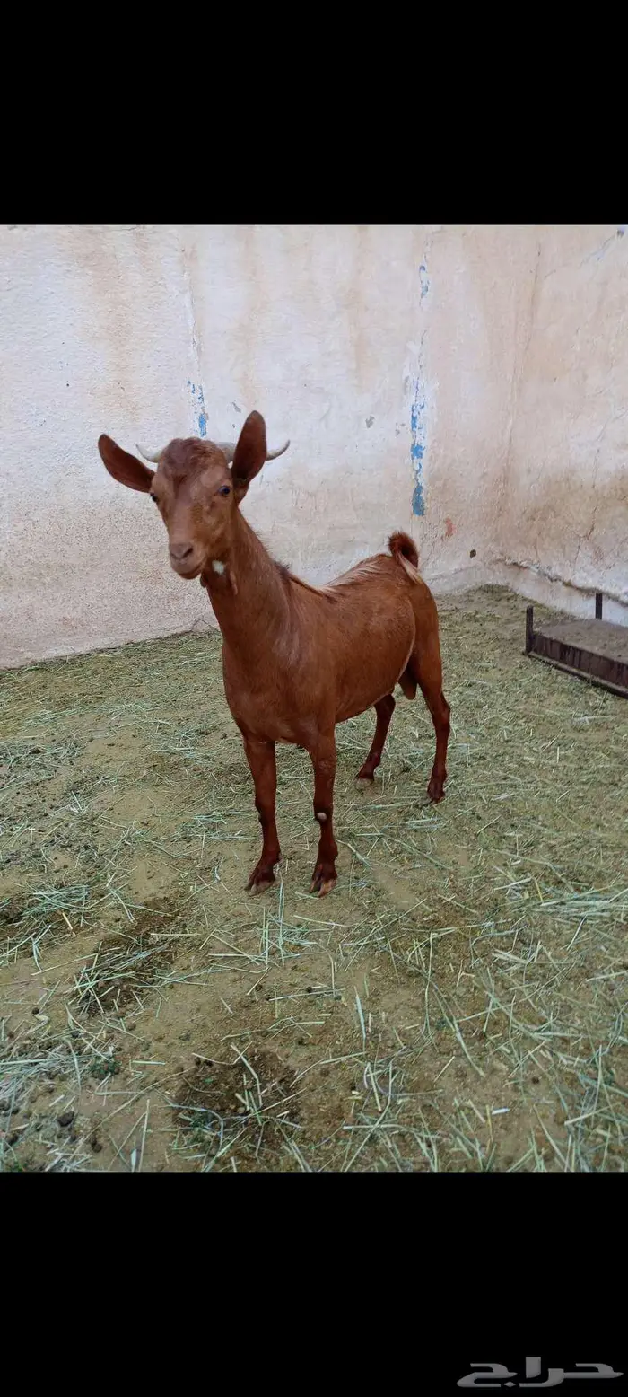 تيس احص فل وسمين 5