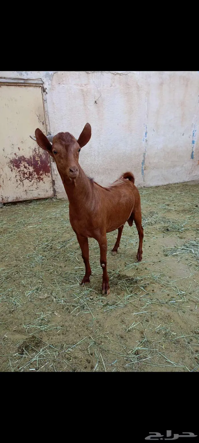 تيس احص فل وسمين 3
