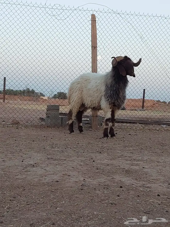 فحل نعيم ثني 1