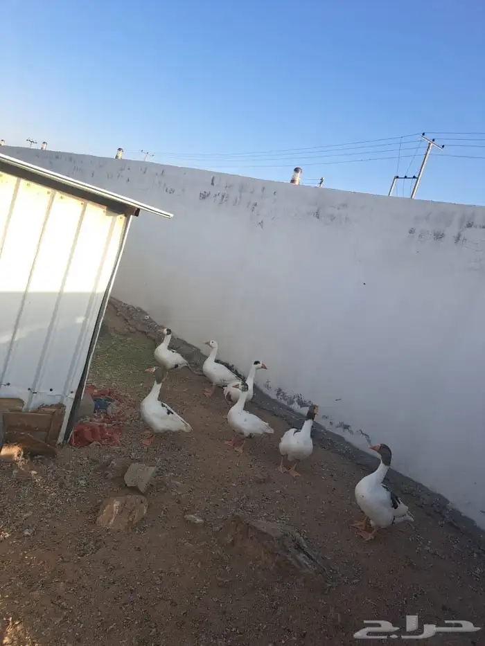 فروخ و وز للبيع 0