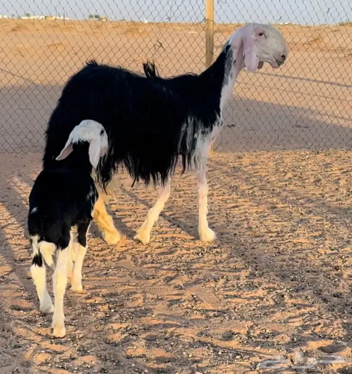 نجديه جذعه خصم تحتها طلي مشروع فحل 4