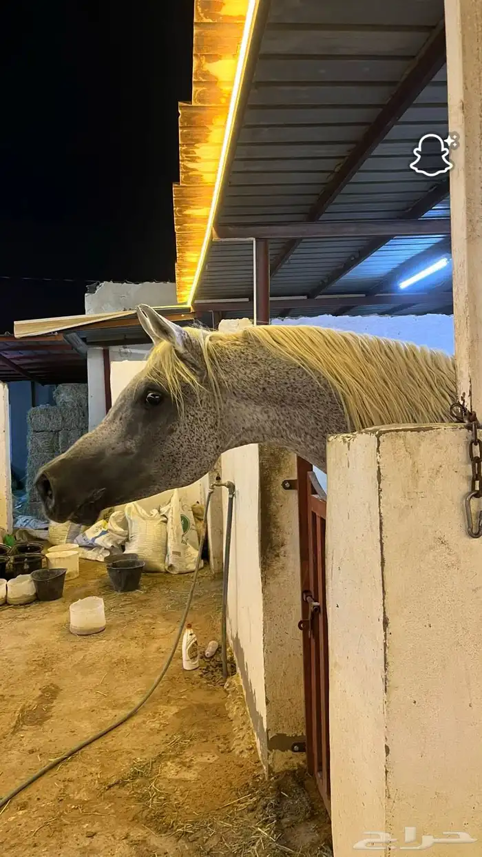 حصان شعبي شيخ 0