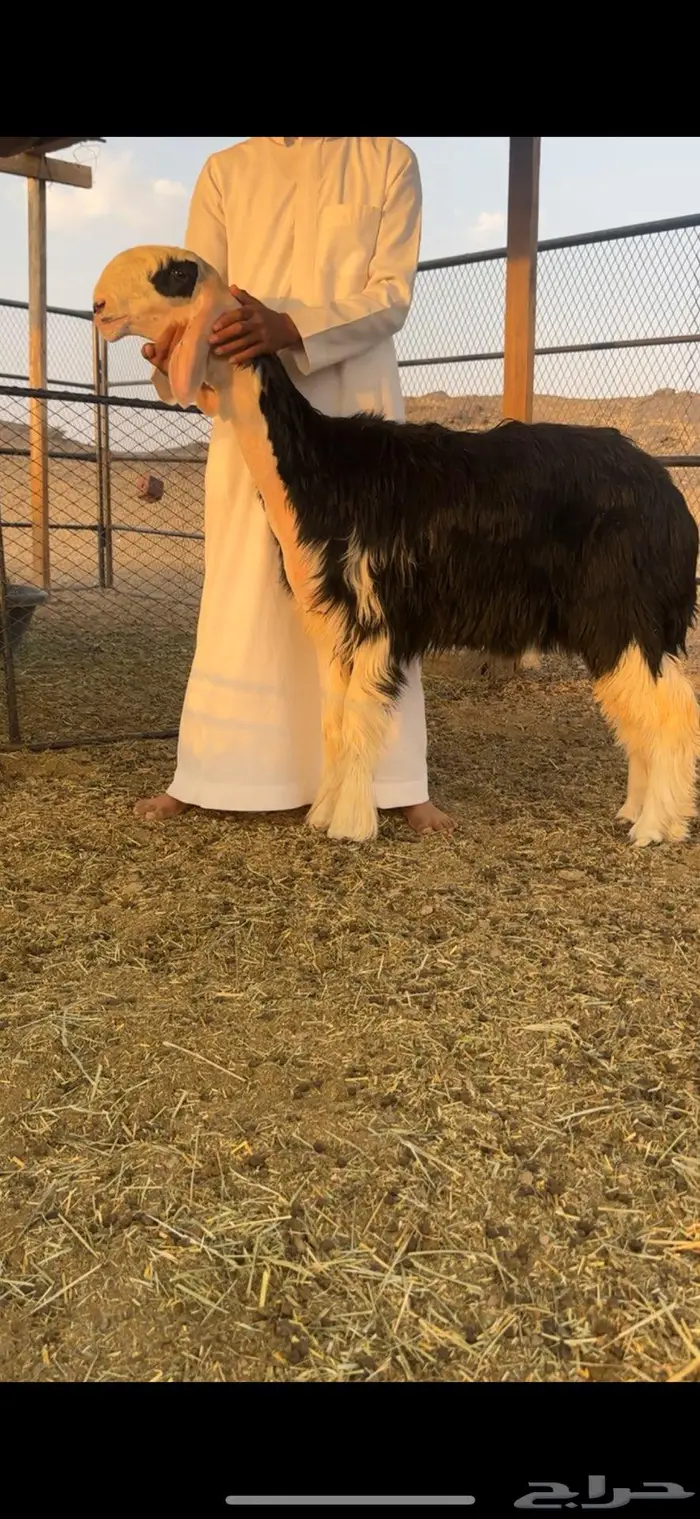 البجاديه 0