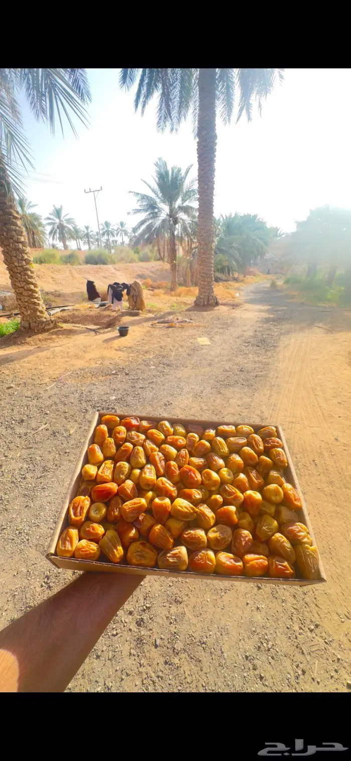 تمر سكري مفتل من مزارع ( القصيم ) 4