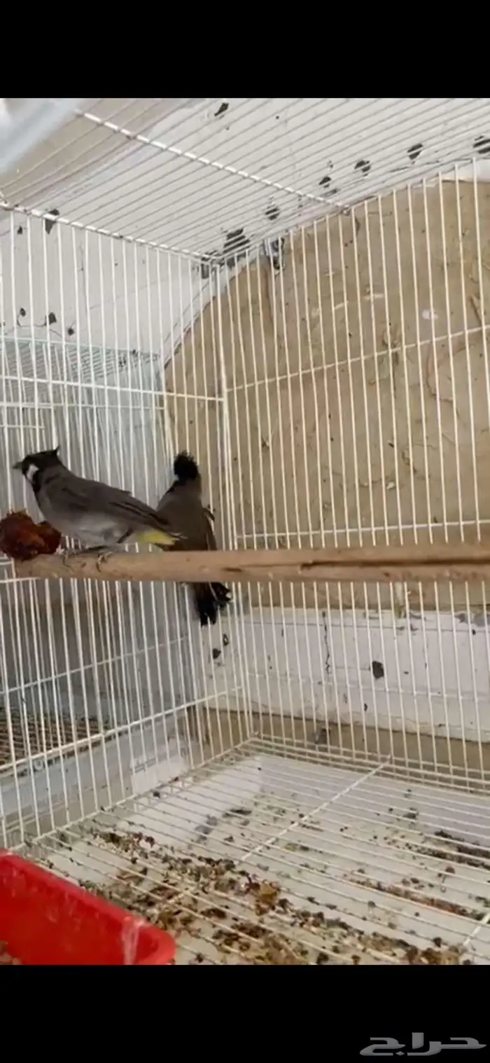 بلابل هملايا 0