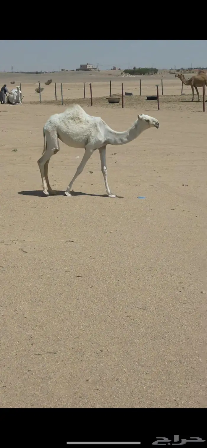 بكره باتليه على ابو عجاريد مع امها للبيع 9
