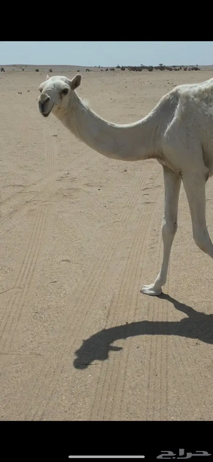 بكره باتليه على ابو عجاريد مع امها للبيع 1