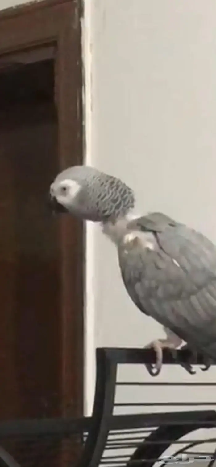 كاسكو كبتن كلام وهدد 2