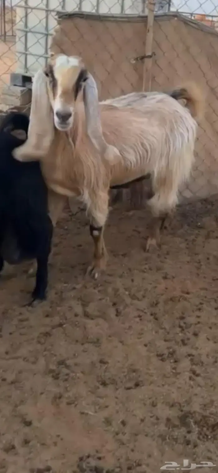 معزا دفيع وتيس فحل 0