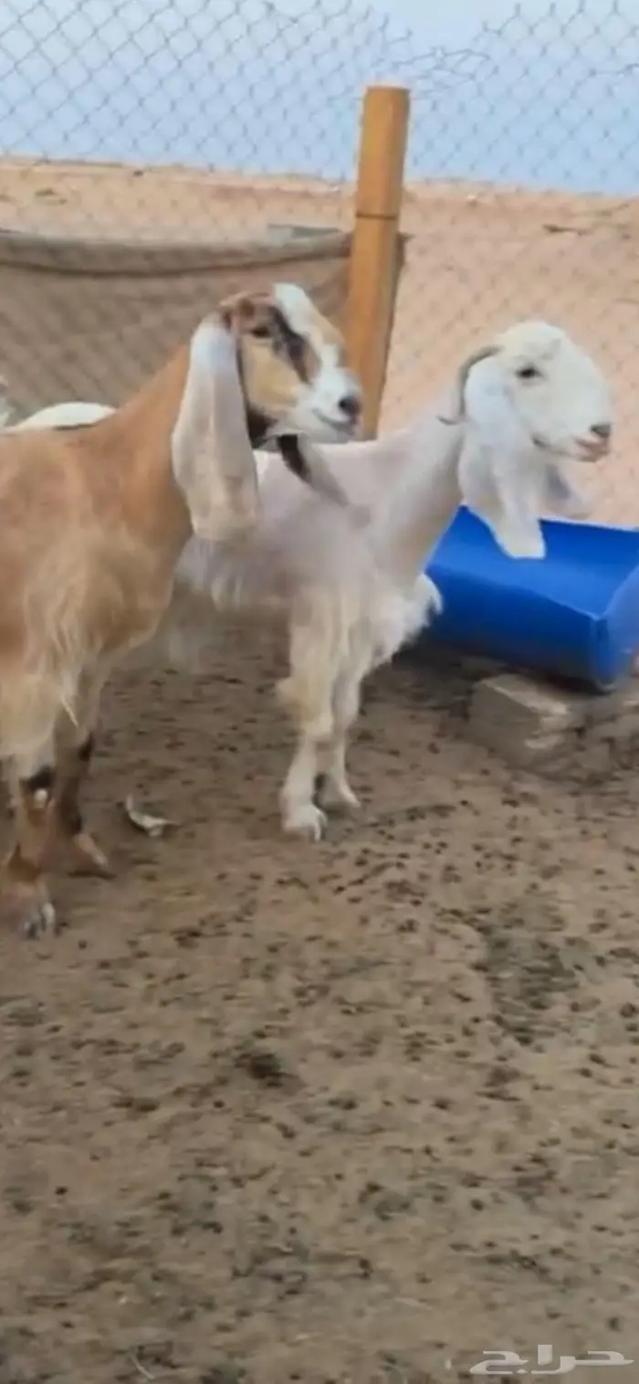 معزا دفيع وتيس فحل 1