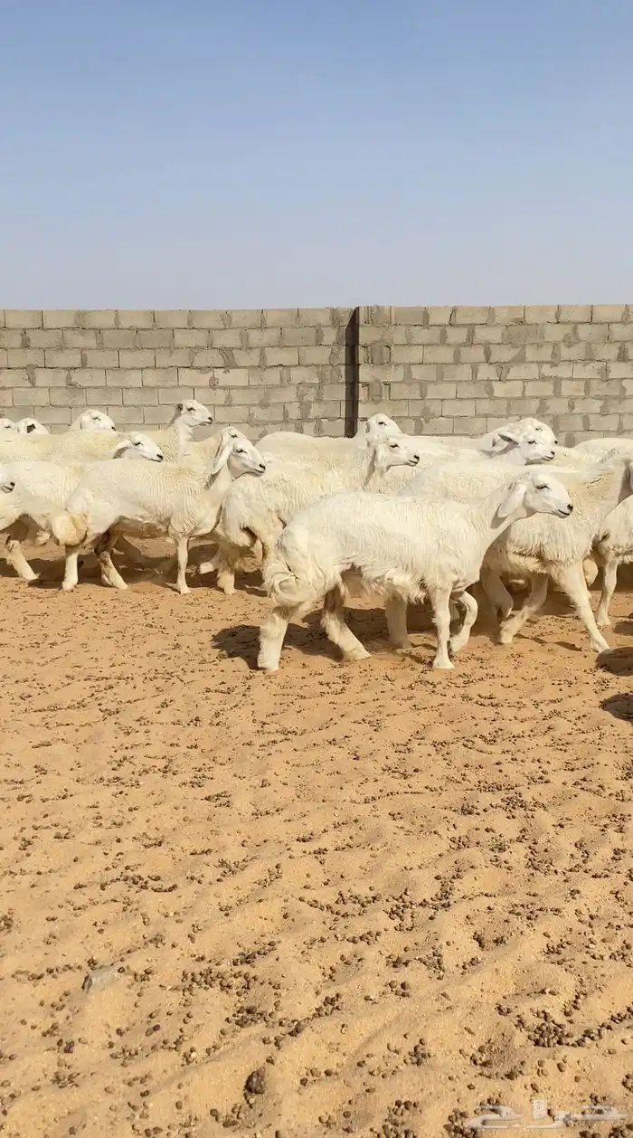 126رخال حريات حرش صنف الصنف 1