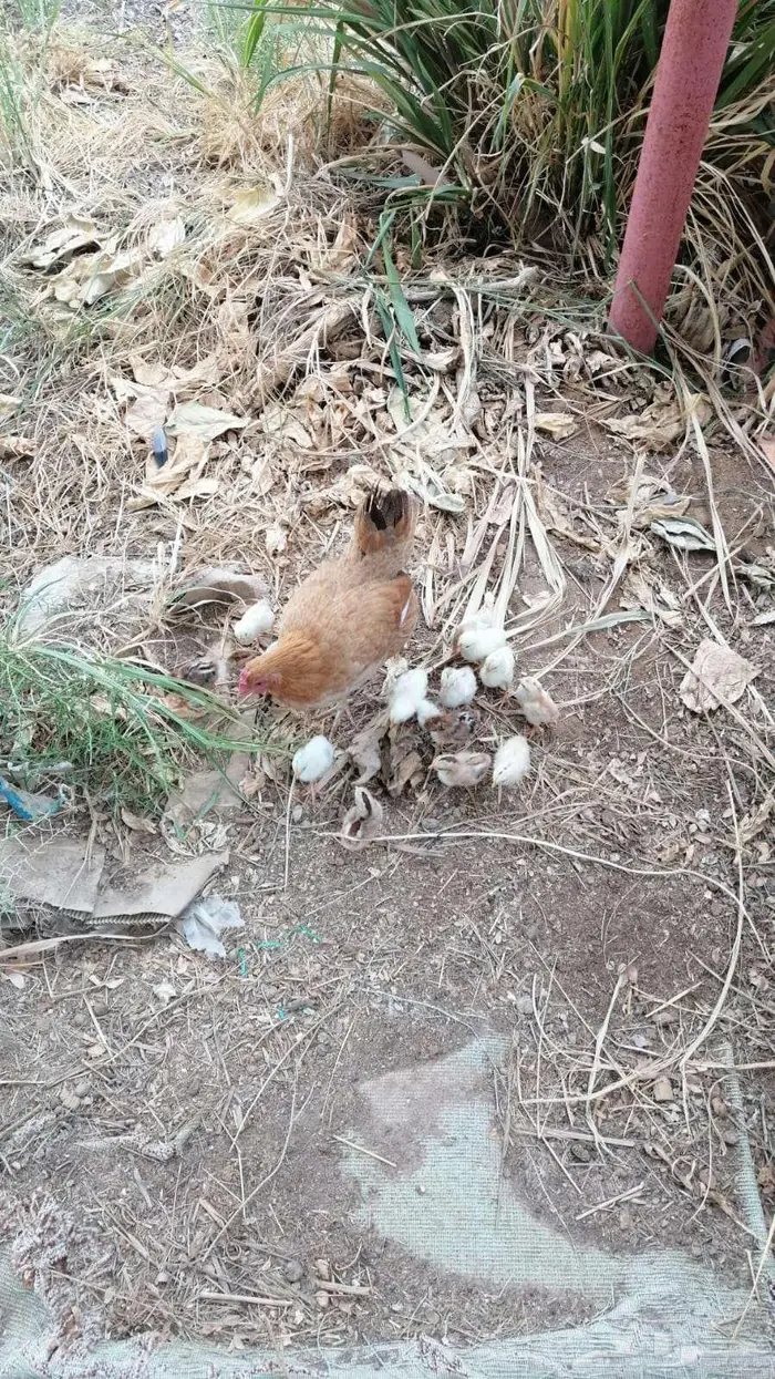 دجاجه مفرخه عليها 14 فرخ 1