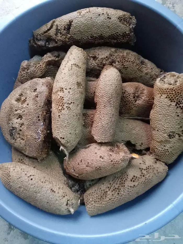 عسل بري حر جديد 1