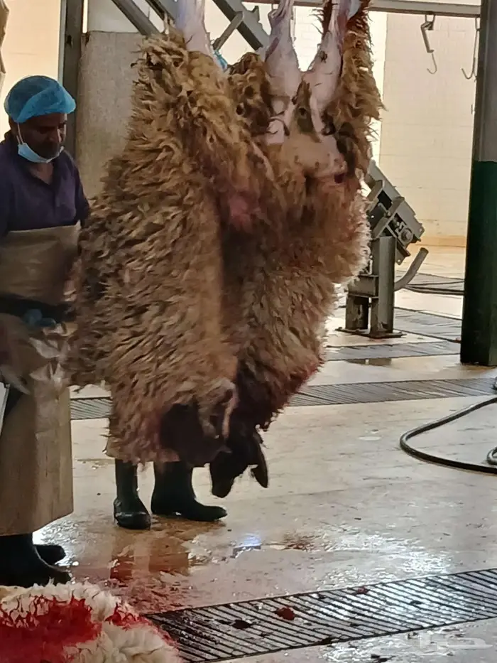 طليان وتيوس للبيع يوجد تابي 4