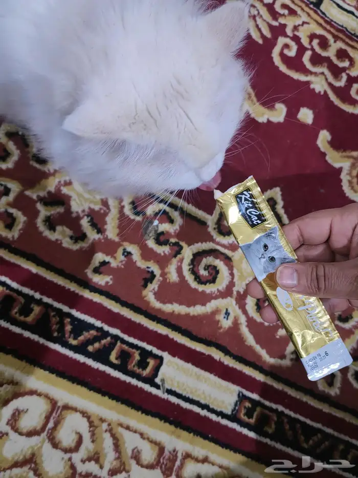 فندقة قطط منزلية 1