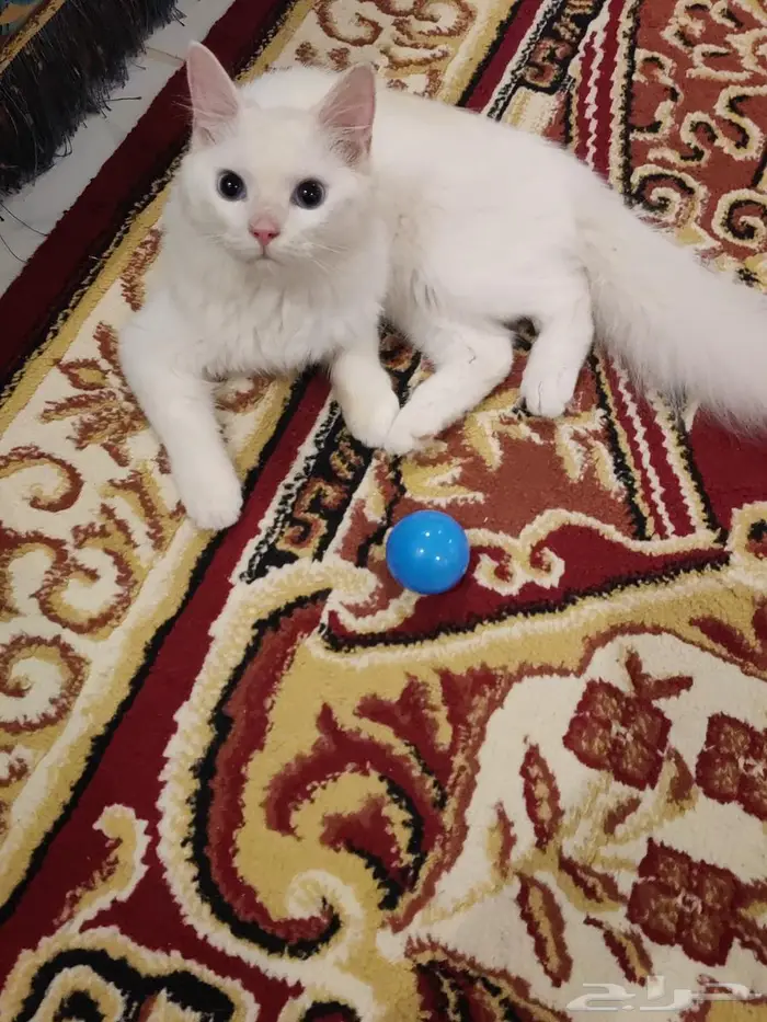 فندقة قطط منزلية 0