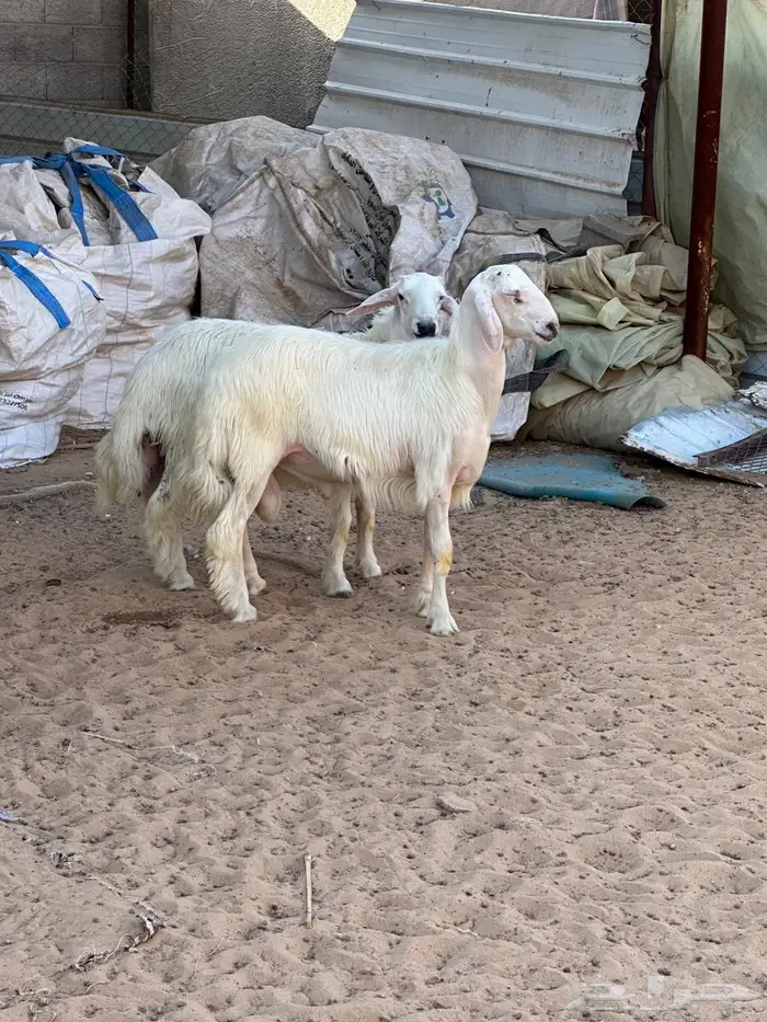 مشاريع فحول صفر 2