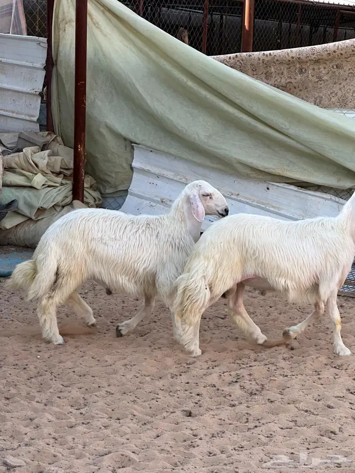 مشاريع فحول صفر 1