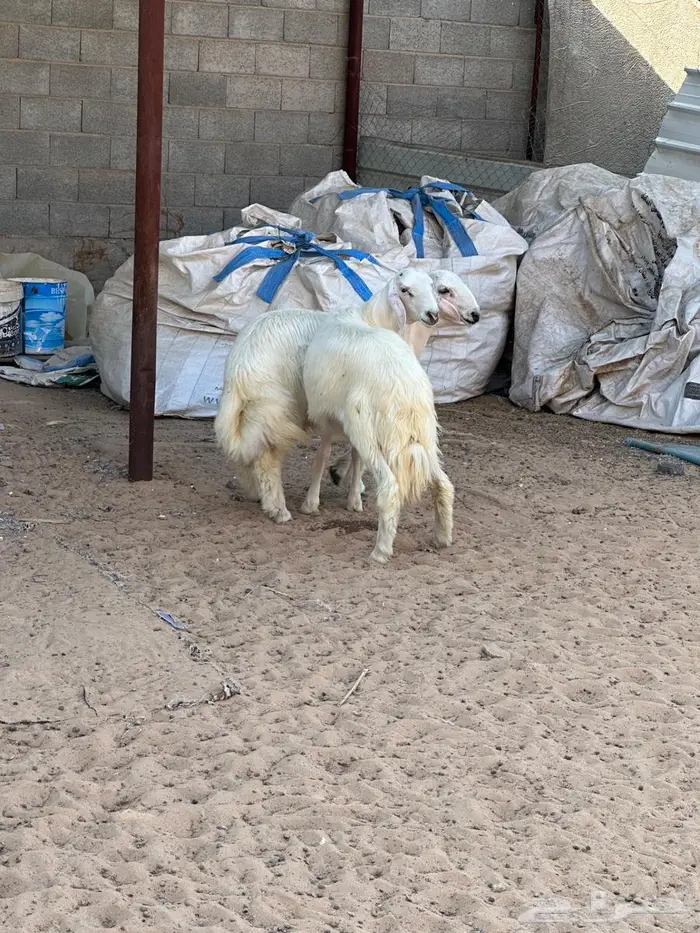 مشاريع فحول صفر 0