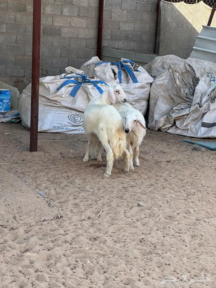 مشاريع فحول صفر 3