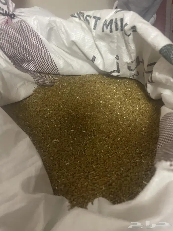 بذر برسيم حساوي جديد ذا السنه 0