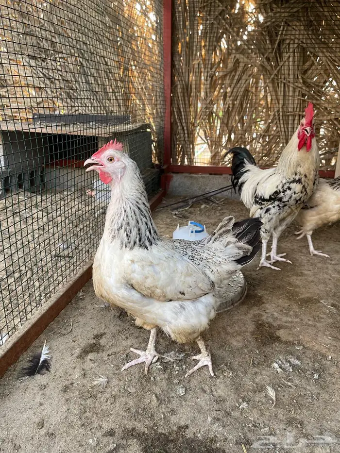 دجاج فرنسي 2