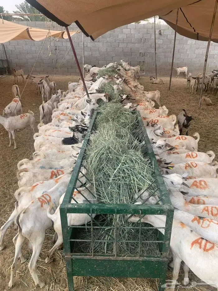 تيوس جذعان حلال نظيف جاهز للتربية 0