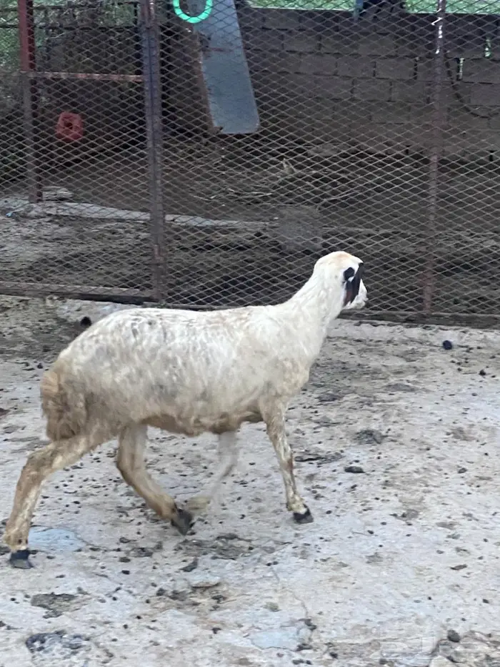 وخل بالدي 3