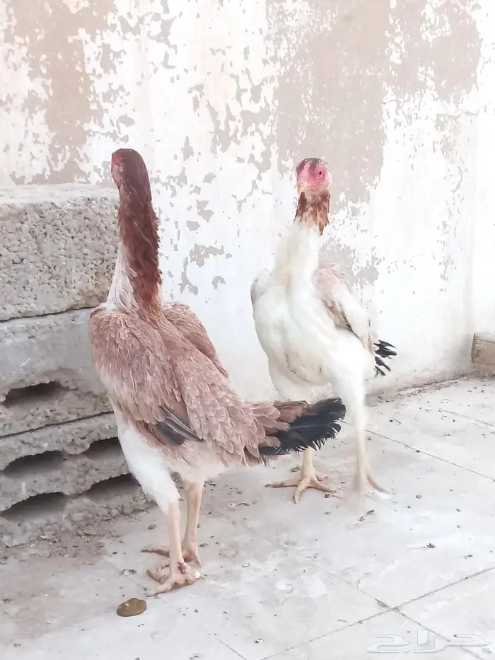 دجاجتين شامو ياباني 3