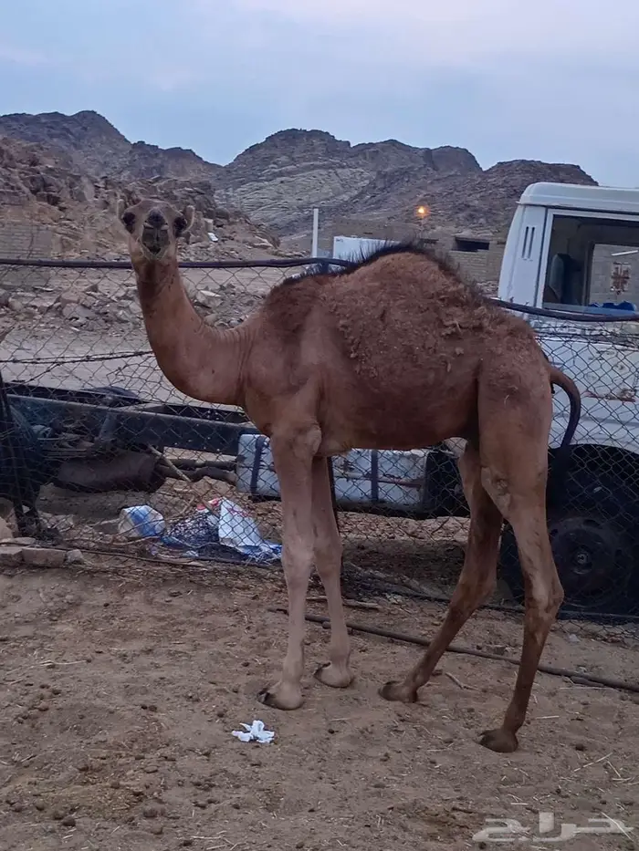 حشو للبيع 8