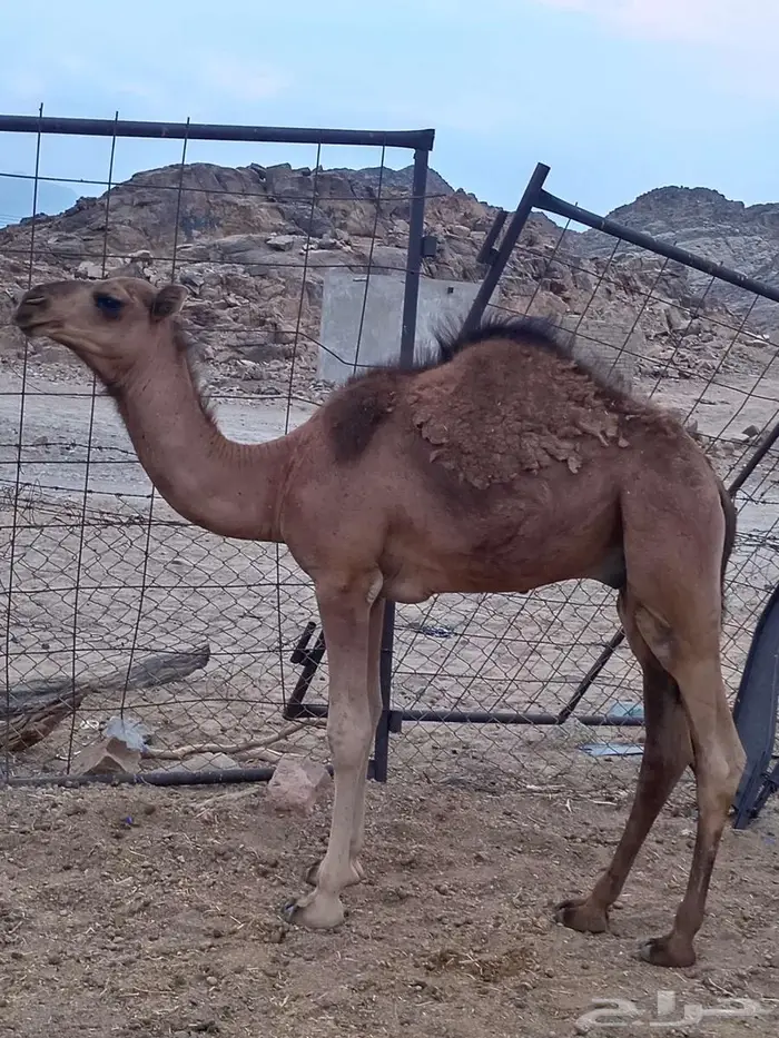 حشو للبيع 9