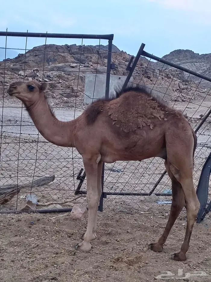 حشو للبيع 4