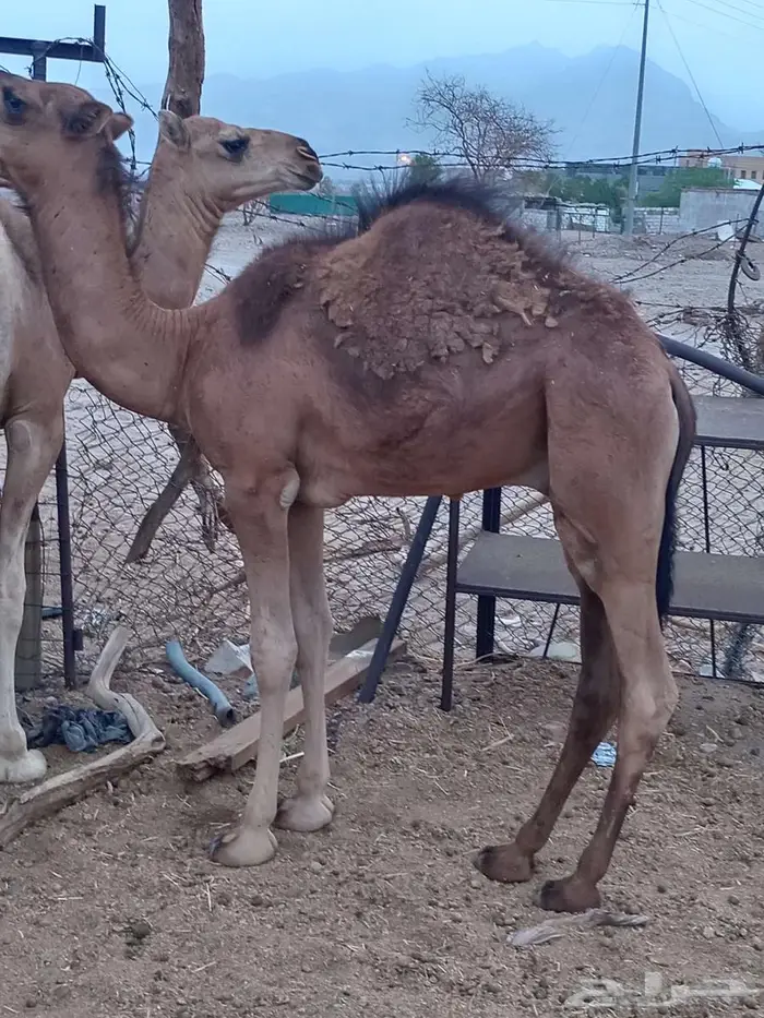 حشو للبيع 1