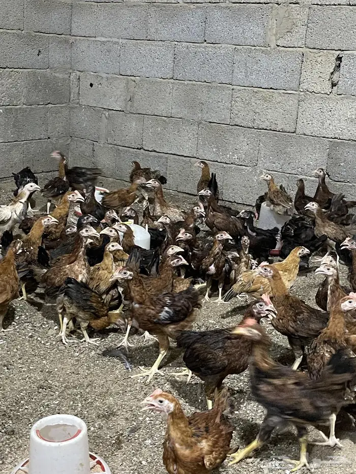 فروخ دجاج فرنسي 2