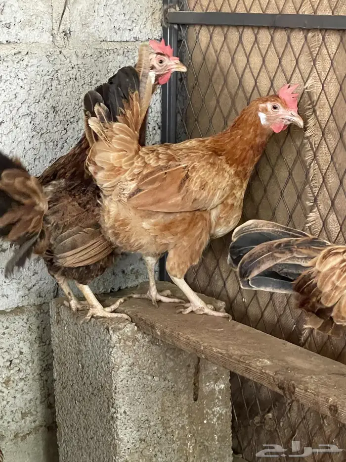 فروخ دجاج فرنسي 5