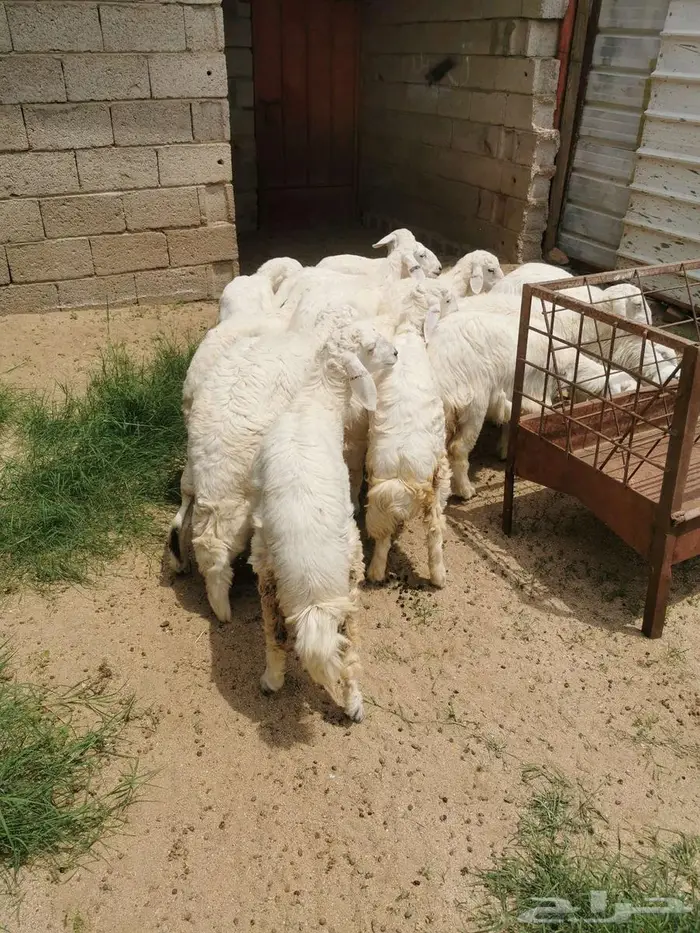 رخال للبيع في الواديين 0