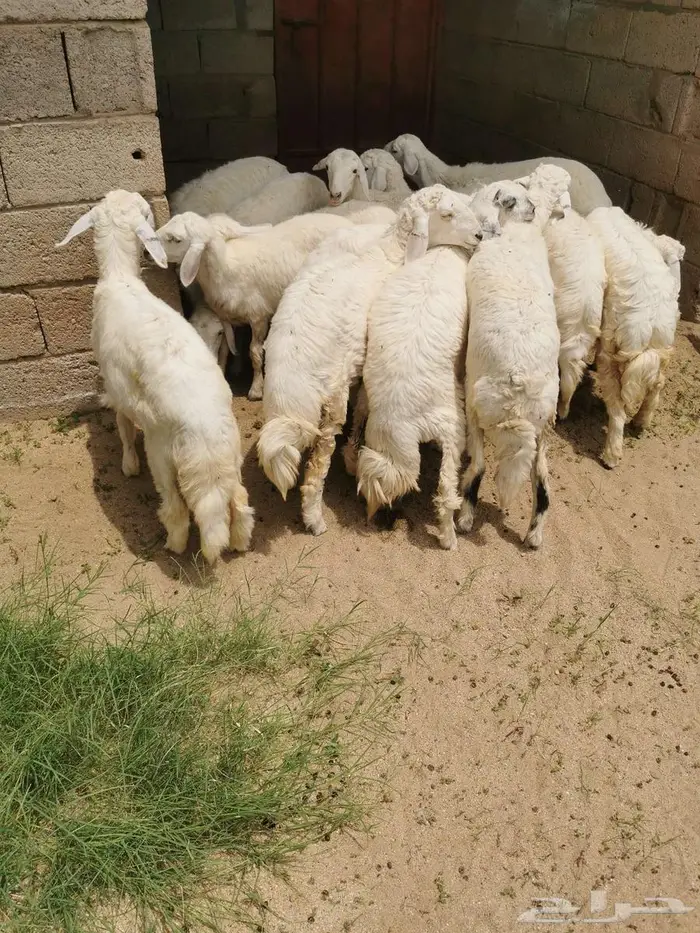 رخال للبيع في الواديين 3