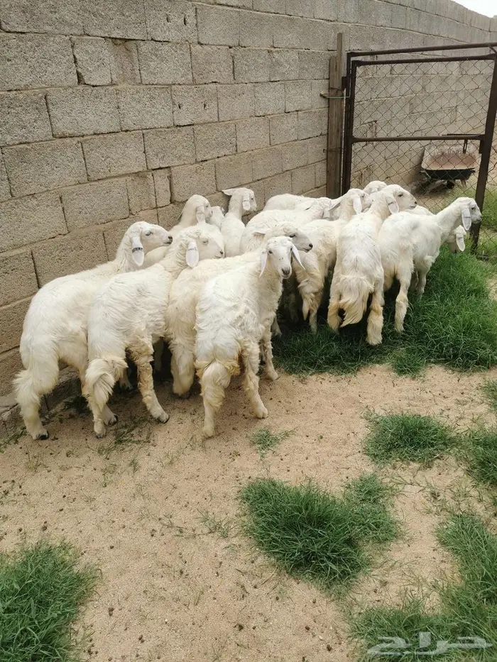 رخال للبيع في الواديين 1