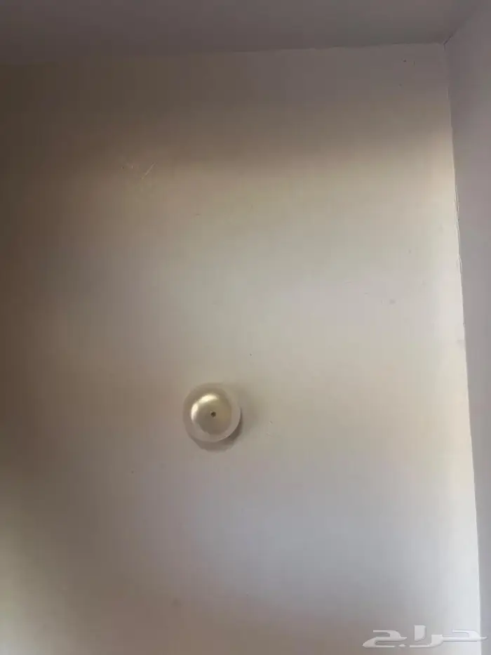 لؤلؤ طبيعي نادر 1