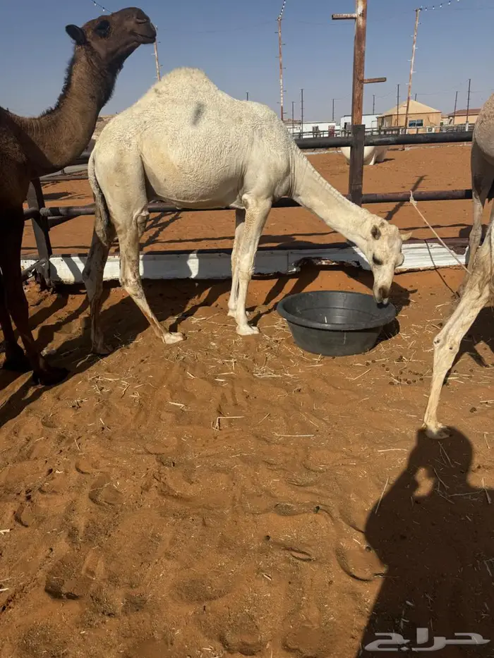 للبيع قعدان مفاريد طيبه 3
