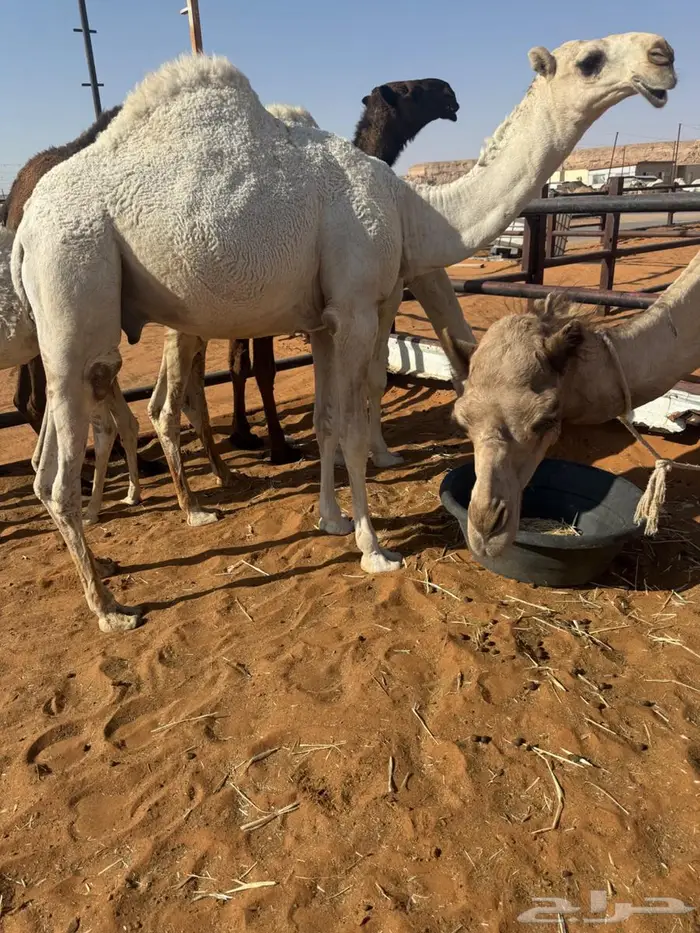 للبيع قعدان مفاريد طيبه 0