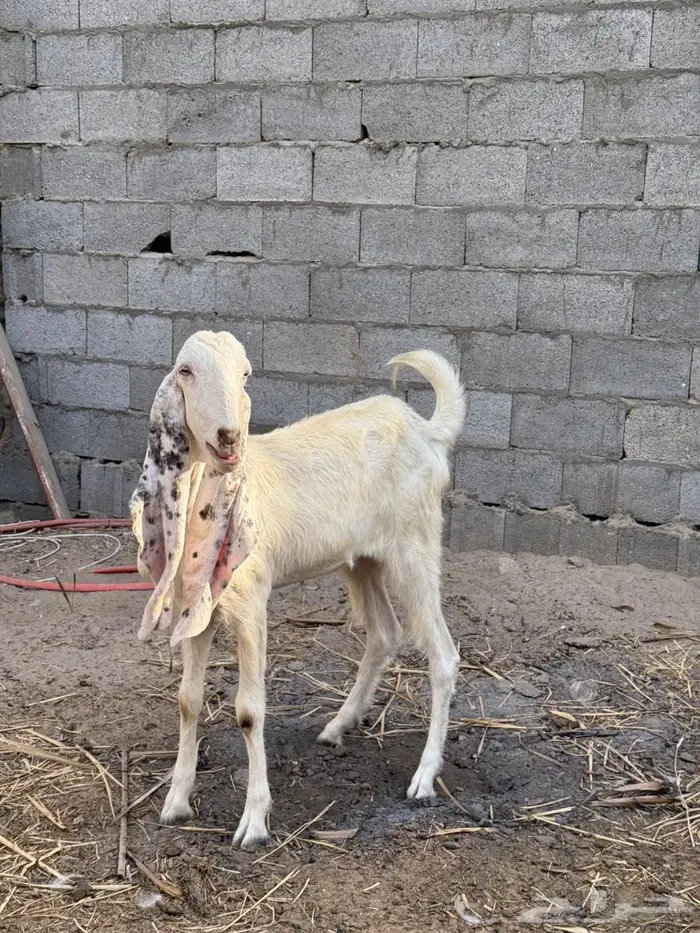 عنز هولنديه 1