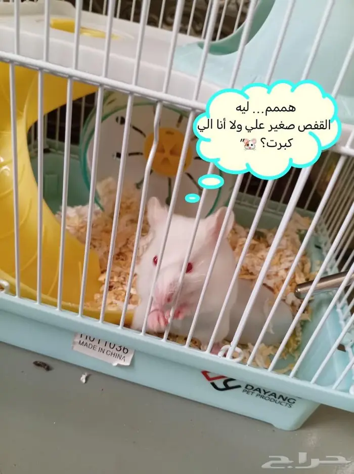مجموعة هامستر سوري للبيع 10