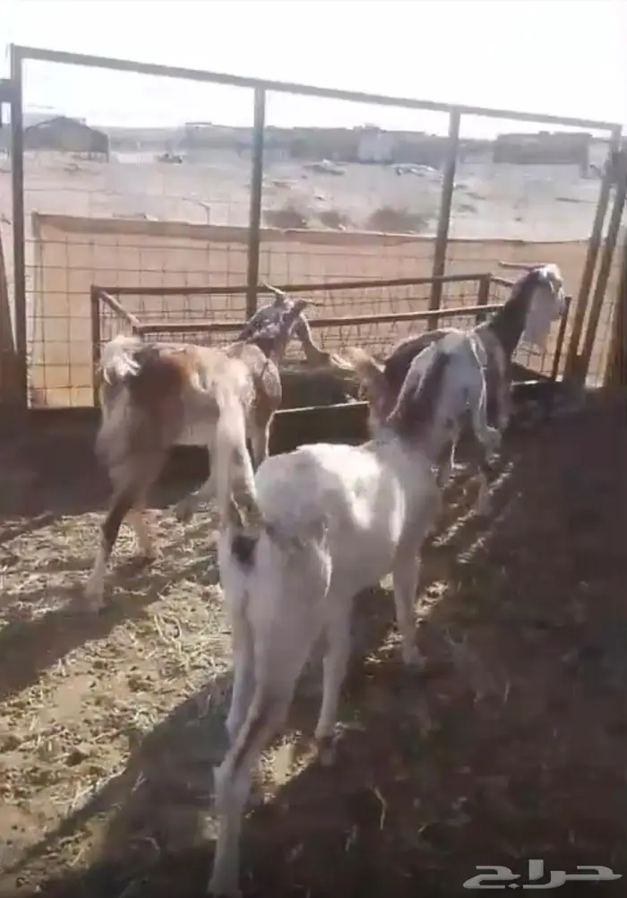 جفار مقاني مضاريع 1
