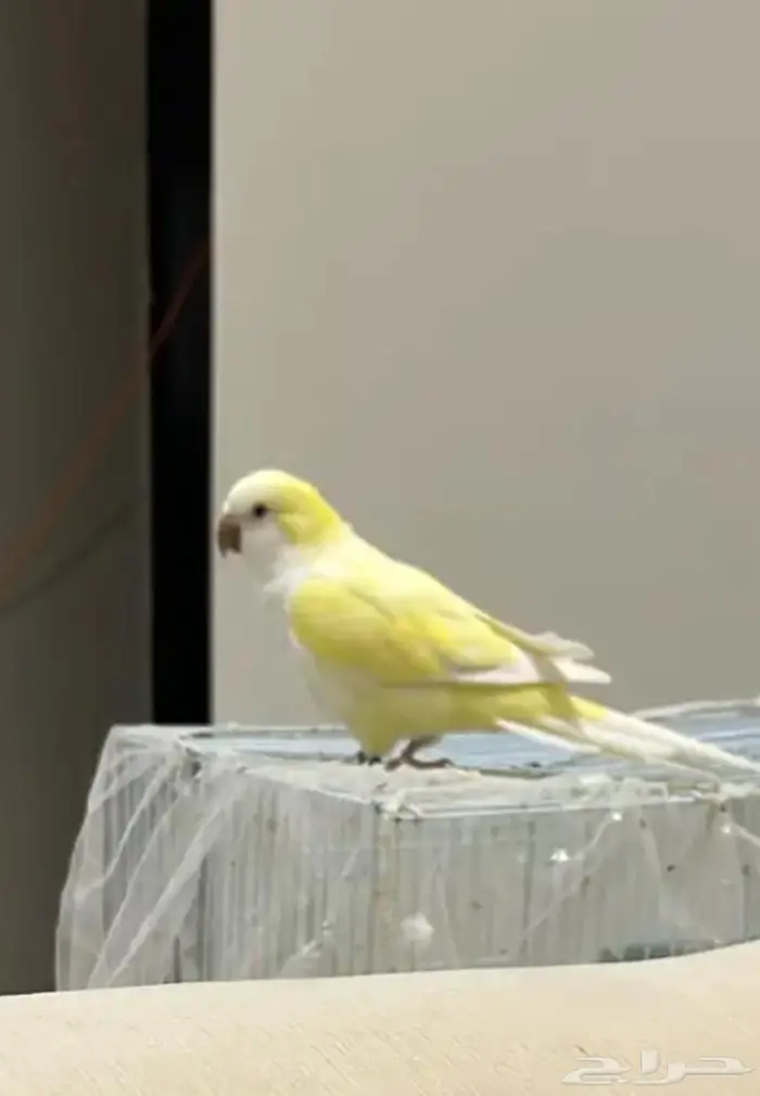 ببغاء كويكر انثى 2