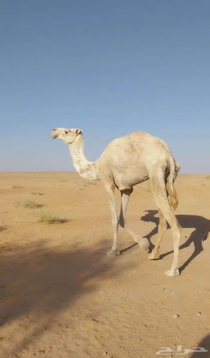 ناقة وضحاء 2