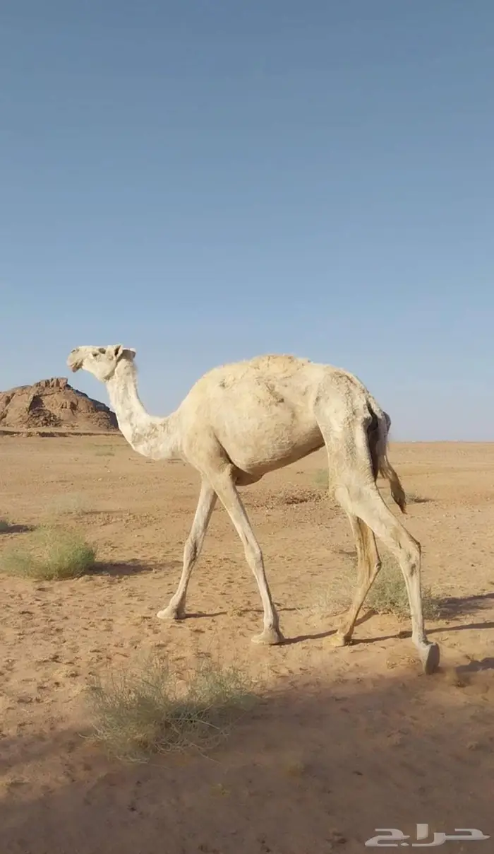 ناقة وضحاء 0