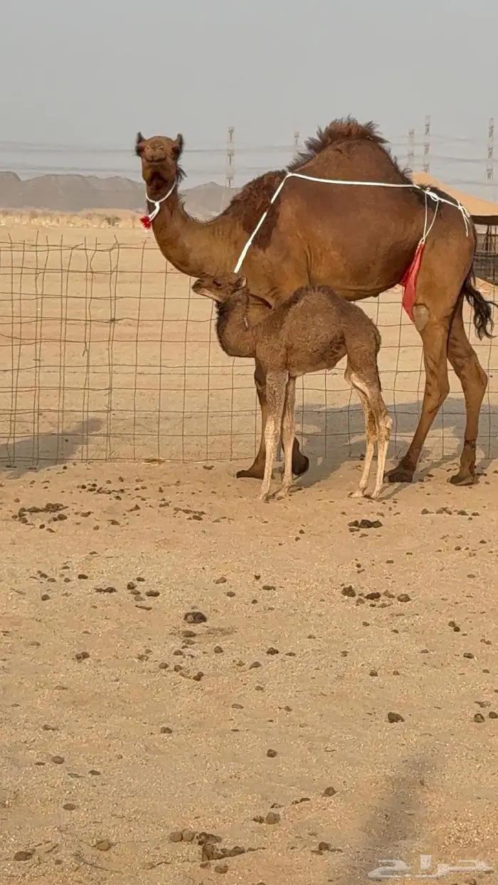 خلفه مصغر بكر جذعه حليبها علاج 11